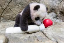 A young giant panda cub with black-and-white fur, round ears and large paws climbs on rockwork in his indoor habitat and paws at a red Jolly Egg toy and empty PVC puzzle feeder.