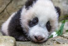  A close-up of giant panda cub Xiao Qi Ji as he rests on the rockwork in his indoor habitat. He has round ears, large paws with small claws, and black-and-white fur.