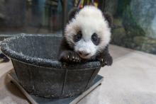 A young giant panda cub with black-and-white fur, round ears and large paws stands in a tub placed on top of a scale, so keepers can record his weight.