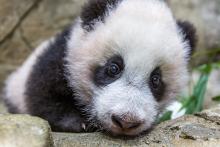 Giant panda cub Xiao Qi Ji Jan. 6, 2021. 