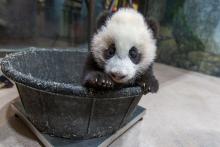 Giant panda cub Xiao Qi Ji is weighed in a tub Jan. 6, 2021. 