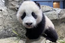 Giant panda cub Xiao Qi Ji climbs the rockwork in his habitat on Jan. 14, 2021. 