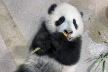 Five-month-old giant panda cub Xiao Qi Ji takes his first taste of cooked sweet potato Jan. 21, 2021.