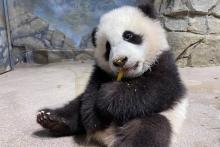 Five-month-old giant panda cub Xiao Qi Ji takes his first taste of cooked sweet potato Jan. 21, 2021. Five-month-old giant panda cub Xiao Qi Ji takes his first taste of cooked sweet potato Jan. 21, 2021.