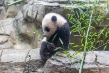 Giant panda cub Xiao Qi Ji sits on rockwork in his indoor habitat and tastes bamboo leaves.