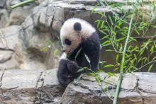 Jan. 27 | Giant panda cub Xiao Qi Ji is beginning to sample new foods, including bamboo, sweet potatoes and nutrient-fortified biscuits.