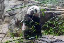 Jan. 27 | Giant panda cub Xiao Qi Ji had his first taste of bamboo this week!