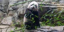 Jan. 27 | Giant panda cub Xiao Qi Ji had his first taste of bamboo this week!