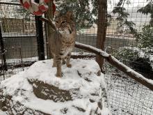 Bobcat in the snow at Smithsonian's National Zoo 