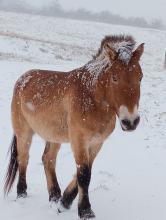Przewalkski's horse in the snow at the Smithsonian Conservation Biology Institute