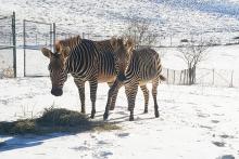 Hartmann's mountain zebra Mackenzie and her son Yipes in the snow.