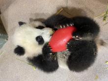 Five-month-old giant panda cub Xiao Qi Ji lays on his back and licks cooked sweet potato off an enrichment toy cradled in his arms.