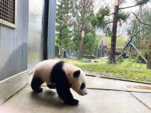 Giant panda cub walks along the sidewalk of his outdoor habitat, next to the grassy yard.