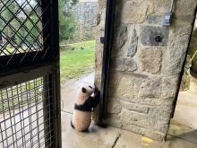 Giant panda cub Xiao Qi Ji stands on his hind legs and sniffs the stone wall of the panda house, as he explores outside for the first time.