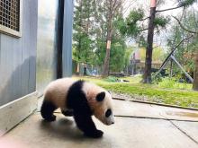 Giant panda cub Xiao Qi Ji walks tentatively onto the concrete outside the panda house that leads to the grassy yard behind him