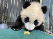 Giant panda cub Xiao Qi Ji licks a dollop of homemade applesauce off of a large green enrichment toy.