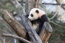 Giant panda cub Xiao Qi Ji climbs atop a structure made of criss-crossed logs.
