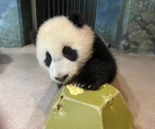 Giant panda cub Xiao Qi Ji paws at a piece of banana on top of a green enrichment toy. 