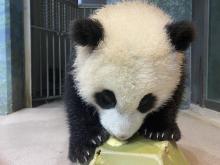 Giant panda cub Xiao Qi Ji licks banana off of a green enrichment toy. 