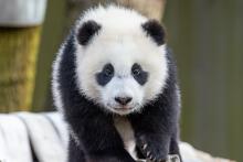 Giant panda cub Xiao Qi Ji walks across his hammock face-forward. 