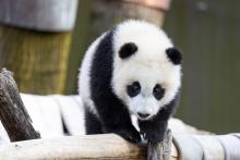 Giant panda cub Xiao Qi Ji stands atop the hammock in his outdoor habitat. 