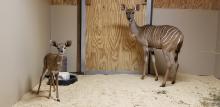 A lesser kudu calf (left) and his mother rogue (right) in their indoor enclosure at the Cheetah Conservation Station. 