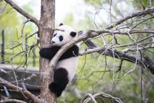 Giant panda cub Xiao Qi Ji climbs a tree trunk with a lot of branches surrounding him