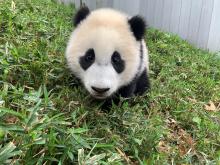 Giant panda cub Xiao Qi Ji sitting in the grass.