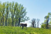 Hartmann's mountain zebra Yipes stands in a pasture filled with tall trees.