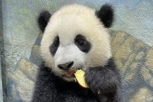 Giant panda cub Xiao Qi Ji eats an apple.