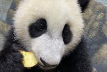 Giant panda cub Xiao Qi Ji eats an apple. 