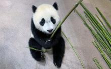 Giant panda cub Xiao Qi Ji sits on the floor of his indoor habitat, grasping a bamboo shoot.