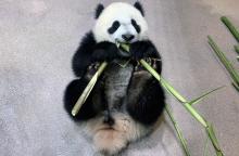 Giant panda cub Xiao Qi Ji lays on his back and takes a bite of bamboo in his indoor habitat.