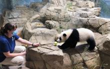 Giant panda cub Xiao Qi Ji walks across rockwork to touch his nose to a target training tool held out by a panda keeper