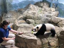 A panda keeper works with a giant panda cub using a training tool (a stick with a colorful sphere at the end)
