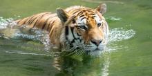 Amur tiger metis swimming
