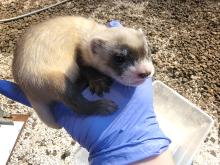 Complete store ferret kit