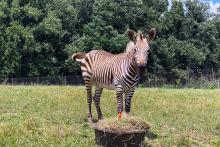 Hartmann's Mountain Zebra Yipes celebrates his first birthday with a "cake" made of hay, grass, browse, carrots and apples.