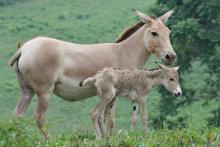 A Persian onager filly and her mother at the Smithsonian Conservation Biology Institute. 