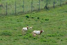 Two scimitar-horned oryx calves frolic in a pasture with adult oryx nearby. 