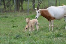 Scimitar-horned oryx calves in a pasture with adult oryx.