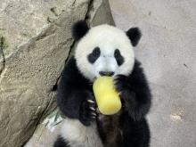 Giant panda cub Xiao Qi Ji lays on his back near a rock and eats a frozen fruitsicle