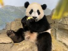 Giant panda cub Xiao Qi Ji sits on a rock eating an apple in his indoor habitat