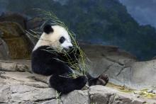 Giant panda cub Xiao Qi Ji sits on rockwork indoors eating a leafy branch
