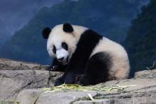 Giant panda cub Xiao Qi Ji stands on rockwork indoors with some pieces of browse (leafy branches) on nearby rocks