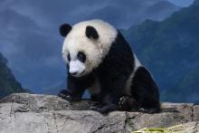 Giant panda cub Xiao Qi Ji rests on rockwork in his indoor habitat