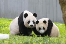 Aug. 21,, 2021. Giant pandas Meu Xiang (left) and her cub Xiao Qi Ji (right) at the David M. Rubenstein Family Giant Panda Habitat.