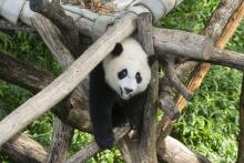 Giant panda cub Xiao Qi Ji stands on the wooden play structure, looking at the viewer.