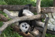 Giant panda cub Xiao Qi Ji holds onto the wooden play structure, upside-down