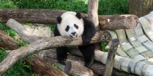 Giant panda cub Xiao Qi Ji climbs on logs in his outdoor habitat. 